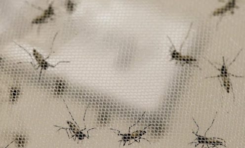 250 cidades de SP estão em alerta para dengue, chikungunya e zika